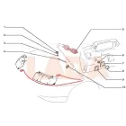 2110 Lada fényszóró állító hidraulika